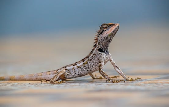 Unveiling the Enchantments: Fascinating Insights into Nature