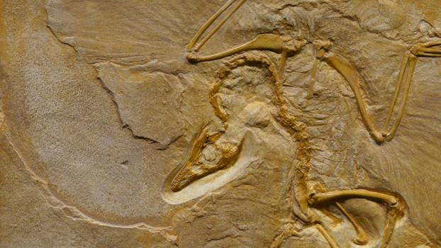 Decoding Fossils: A Complete Handbook for Unraveling Earth's Ancient Enigmas