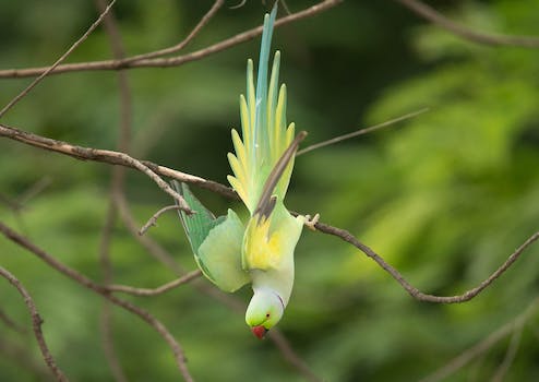 Having a Blast with my Dad's Hilarious and Beautiful Parrot