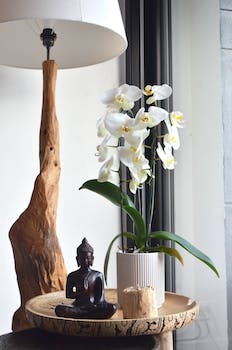 The Ultimate Guide to Choosing Orchids as Houseplants