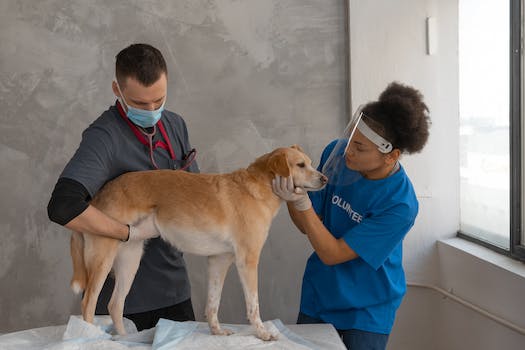 Ultimate Pet Clinic Guide: Maximizing Your Pet's Health