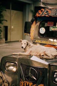 Heroic Rescue by Aurora Firefighters: Dog Safely Recovered from Under Car Hood