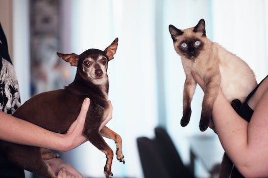 The Heartwarming Tale of an Adorable Cat and Dog