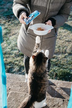 The Dominance of Humans over Cats