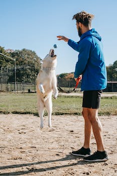 Introducing the Pet Playground