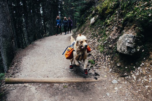 Blackie's Journey with a Human Companion