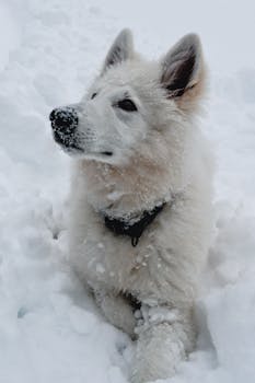 Creating Frozen Chicken Bone Broth Treats for My Canine Companion