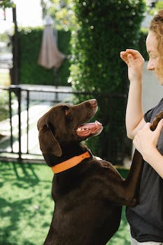 The Invoxia Smart Collar: Revolutionizing Pet Ownership