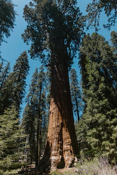 The Mighty Sequoia: America's Towering Giant