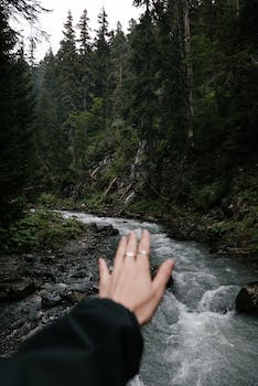 Exploring the Enchanting Realm of Equines