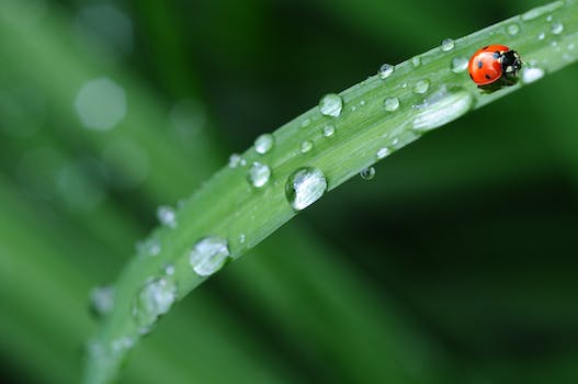 Ladybug Lessons