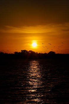 The Malau Bird: Battling a Heatwave Unrelated to Its Nature