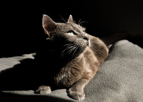 The Benefits of Being a Cat: Exploring the Universal Declaration of Feline Perks