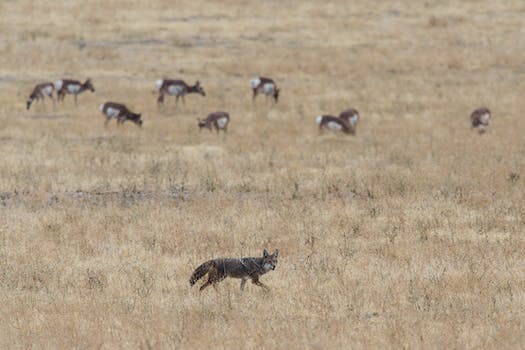 Encountering a Coyote in the Park