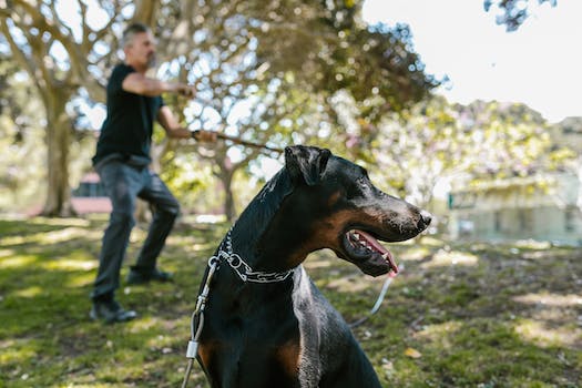 The Continuation of Amos: The Big, Black Dog