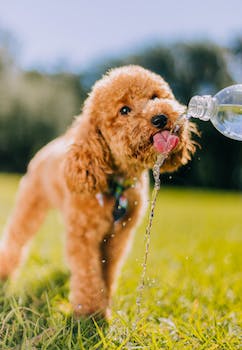 The Ultimate Guide to Dog Water Bottles: Keeping Your Dog Hydrated on the Go