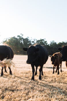 Promoting Sustainable Agriculture through Animal Husbandry